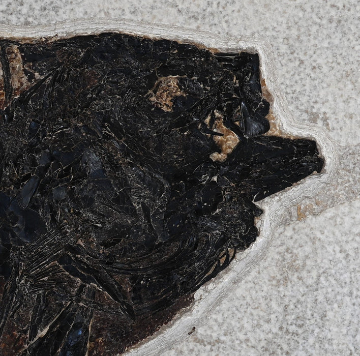 11" A++ Quality Priscacara serrata Fossil Fish | Green River Formation | Natural Specimen