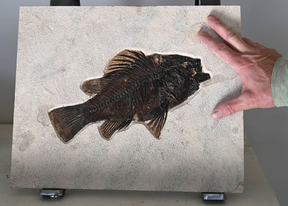 11" A++ Quality Priscacara serrata Fossil Fish | Green River Formation | Natural Specimen