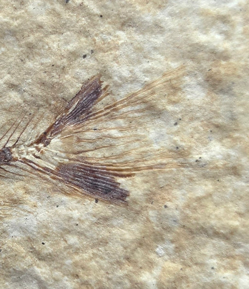 In Stone Fossils 