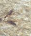 In Stone Fossils 