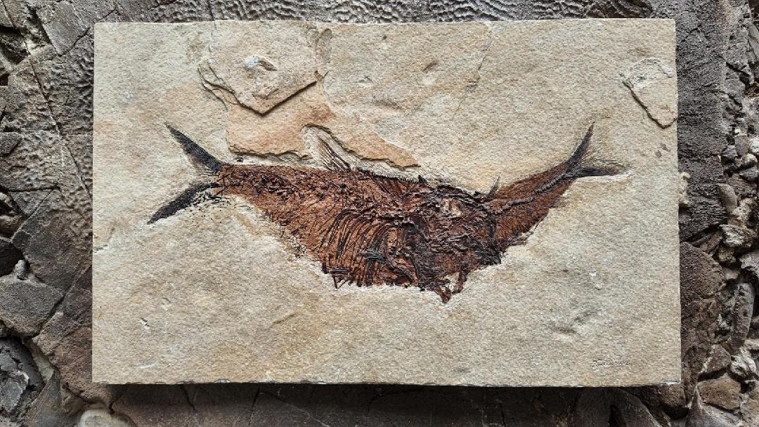 Fossil Fish Aspiration | Diplomystus dentatus eating a Knightia eocaena| Green River Formation | Wyoming