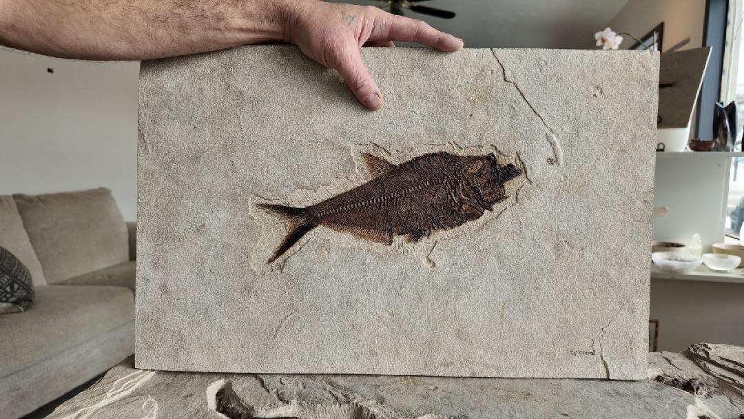 11.75" Diplomystus dentatus w/ fish in belly | Green River Formation | Wyoming