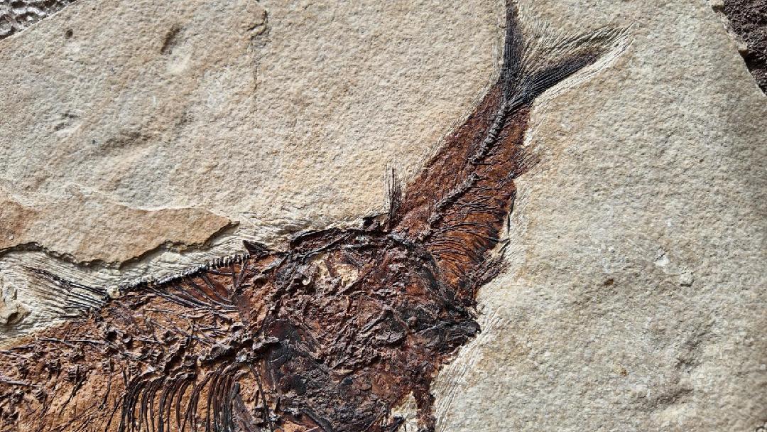 Fossil Fish Aspiration | Diplomystus dentatus eating a Knightia eocaena| Green River Formation | Wyoming