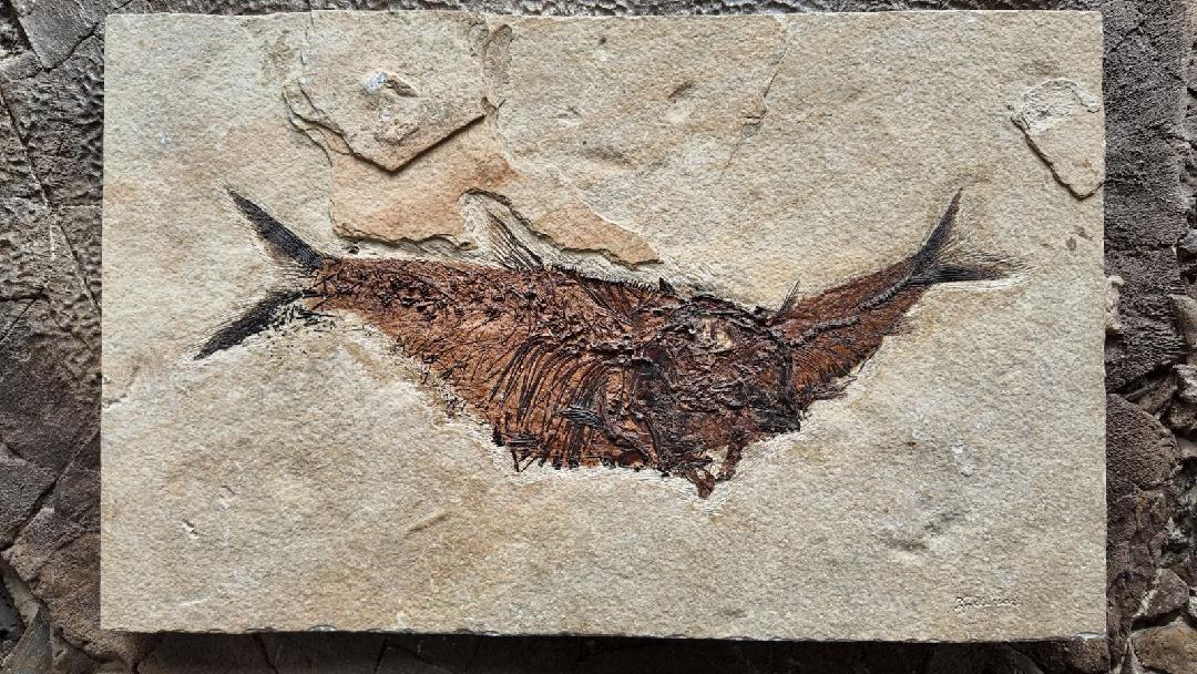 Fossil Fish Aspiration | Diplomystus dentatus eating a Knightia eocaena| Green River Formation | Wyoming