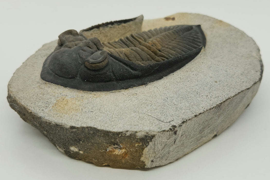 Odontochile hausmanni Trilobite | Morocco