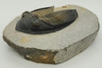 In Stone Fossils 