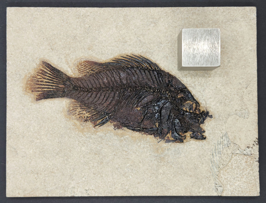 5.5" Cockerellites liops (formerly Priscacara liops) | 100% Natural | Green River Formation | Wyoming