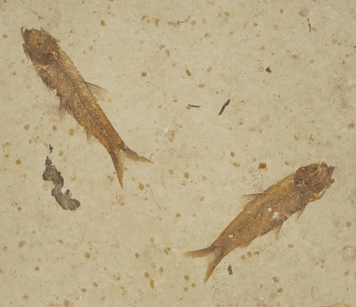 In Stone Fossils 