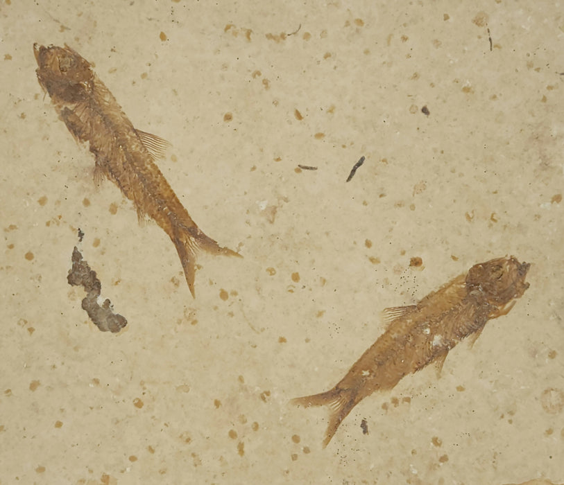 2" Double Knightia eocaena | 100% Natural | Green River Formation