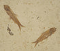 In Stone Fossils 