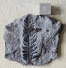 In Stone Fossils 