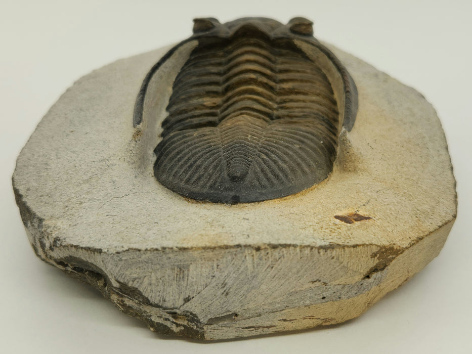 Odontochile hausmanni Trilobite | Morocco