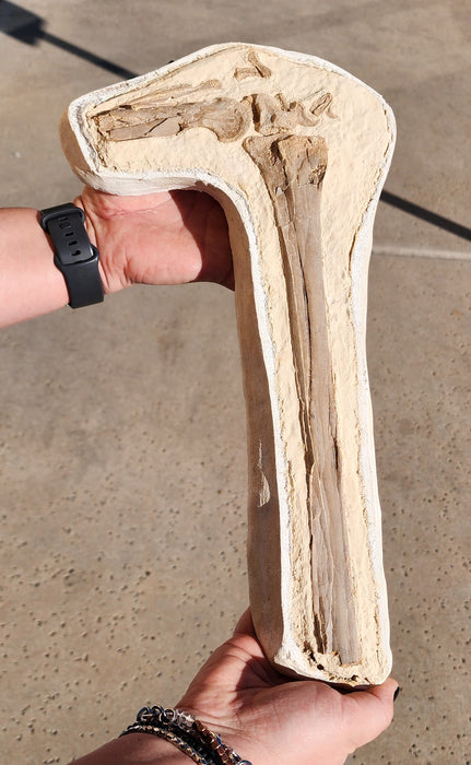 Pteranodon Wing Bone | Grove County, Kansas