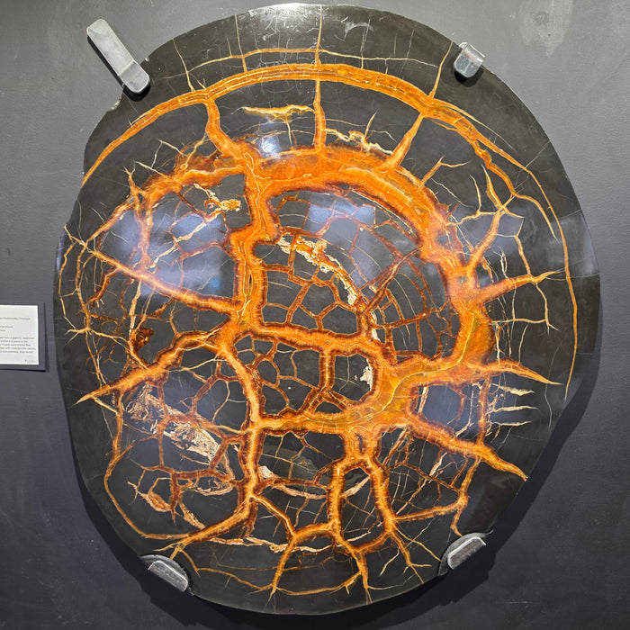 Giant Septarian Nodule Slice | Russia