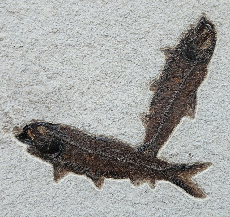 Triple Knightia eocaena | 100% Natural | Green River Formation | Wyoming
