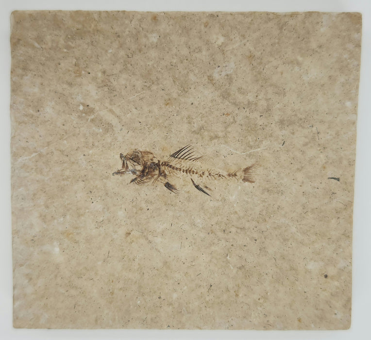 Rare Hypsiprisca Fossil Fish | Green River Formation |  Wyoming