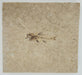 In Stone Fossils 