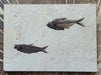 In Stone Fossils 