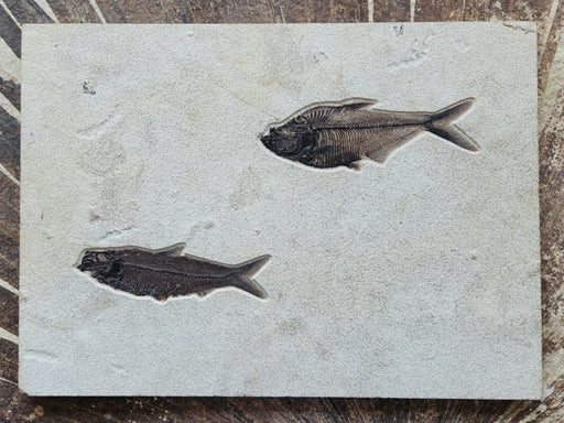 In Stone Fossils 