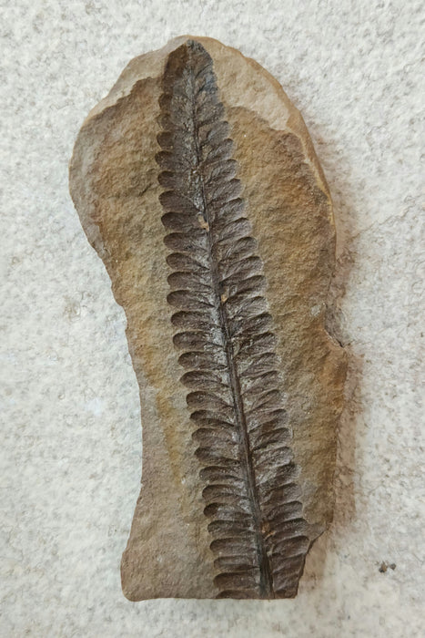 Fossil Fern | Diplazites unita | Illinois