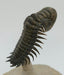 In Stone Fossils 