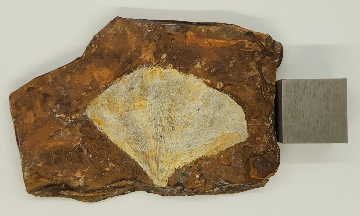 Fossil Ginkgo leaf | Ginkgo cranei | North Dakota