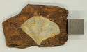 In Stone Fossils 