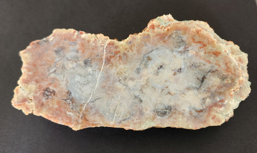 In Stone Fossils 