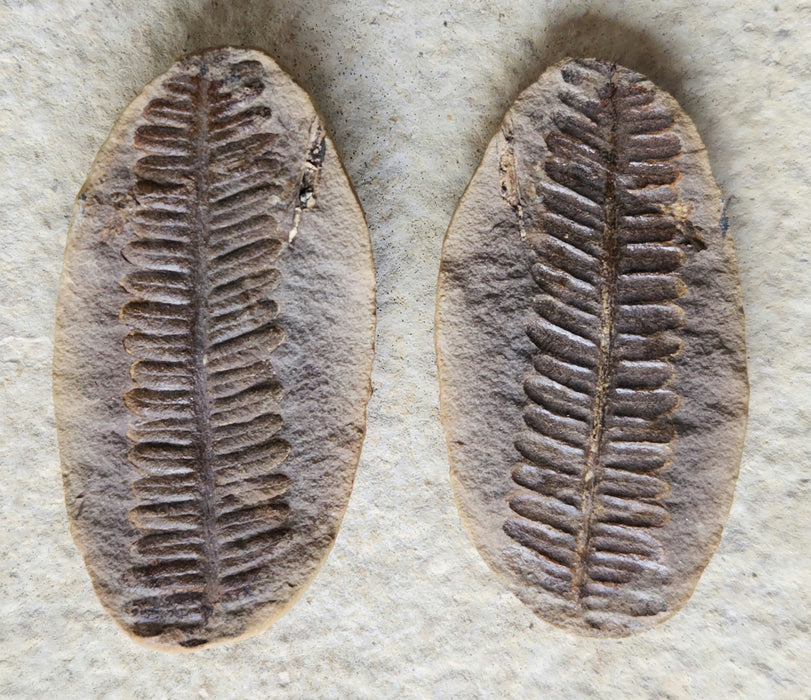 Fossil Fern | Crenulopteris acadica | Illinois