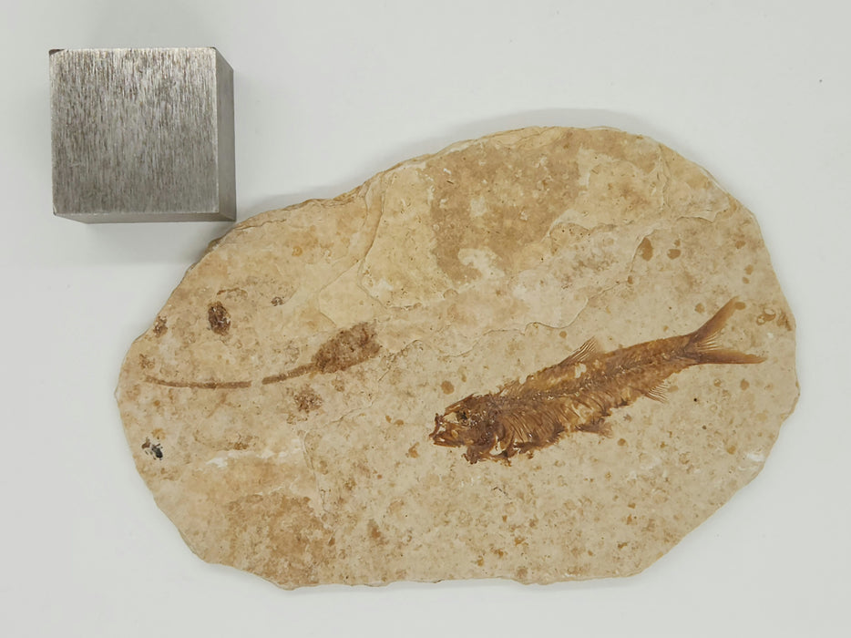 2.25" Knightia eocaena with unidentified plant | 100% Natural | Green River Formation | Wyoming