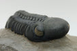 In Stone Fossils 