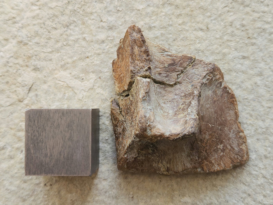 Edmontosaurus Skull Bone | Montana