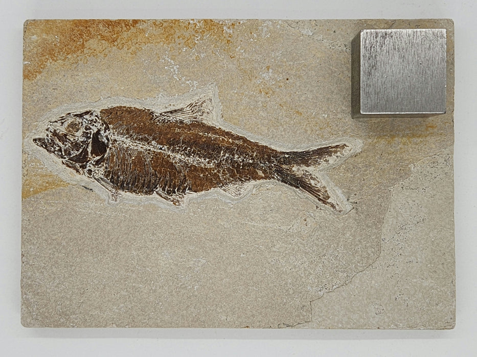 4.25" Knightia eocaena | 100% Natural | Green River Formation | Wyoming