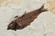 In Stone Fossils 