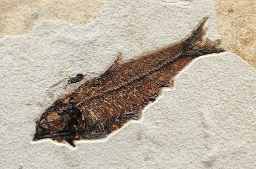 In Stone Fossils 