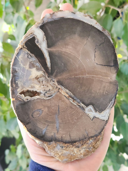 Blue Forest Unpolished Petrified Hardwood Slab | Eden Valley | Wyoming