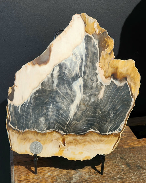 In Stone Fossils 