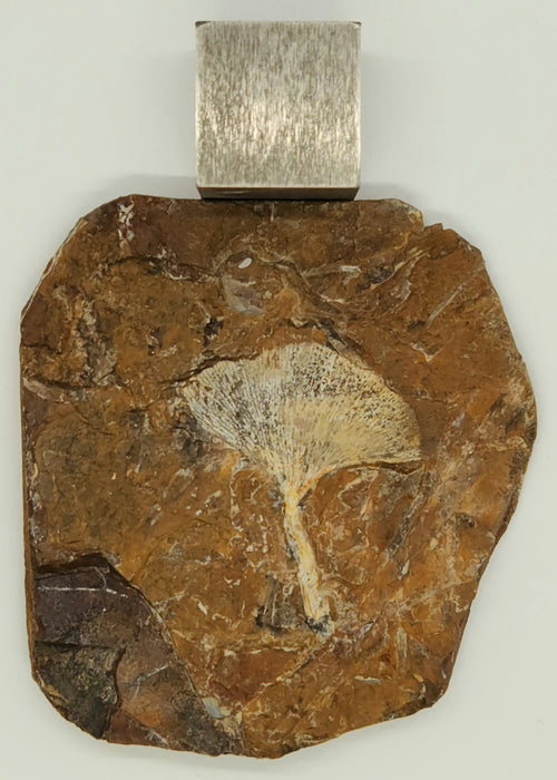 Fossil Ginkgo leaf | Ginkgo cranei | North Dakota