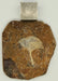 In Stone Fossils 