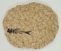 In Stone Fossils 