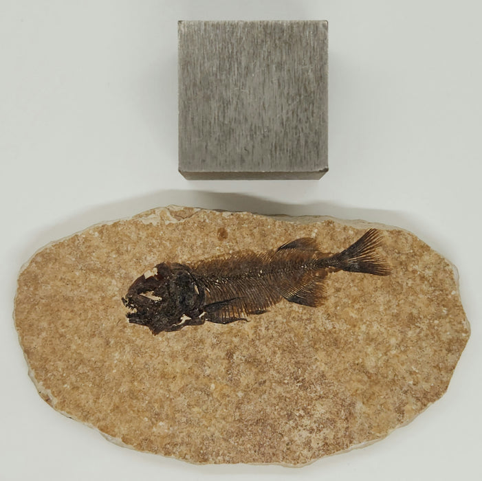 Juvenile Phareodus | Green River Formation | Wyoming