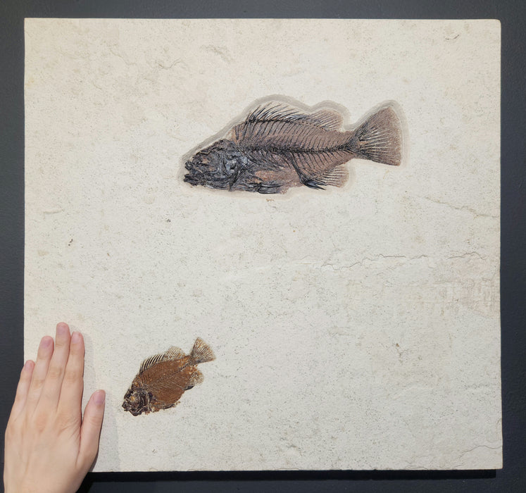 Double Priscacara serrata | Green River Formation | Natural Specimen