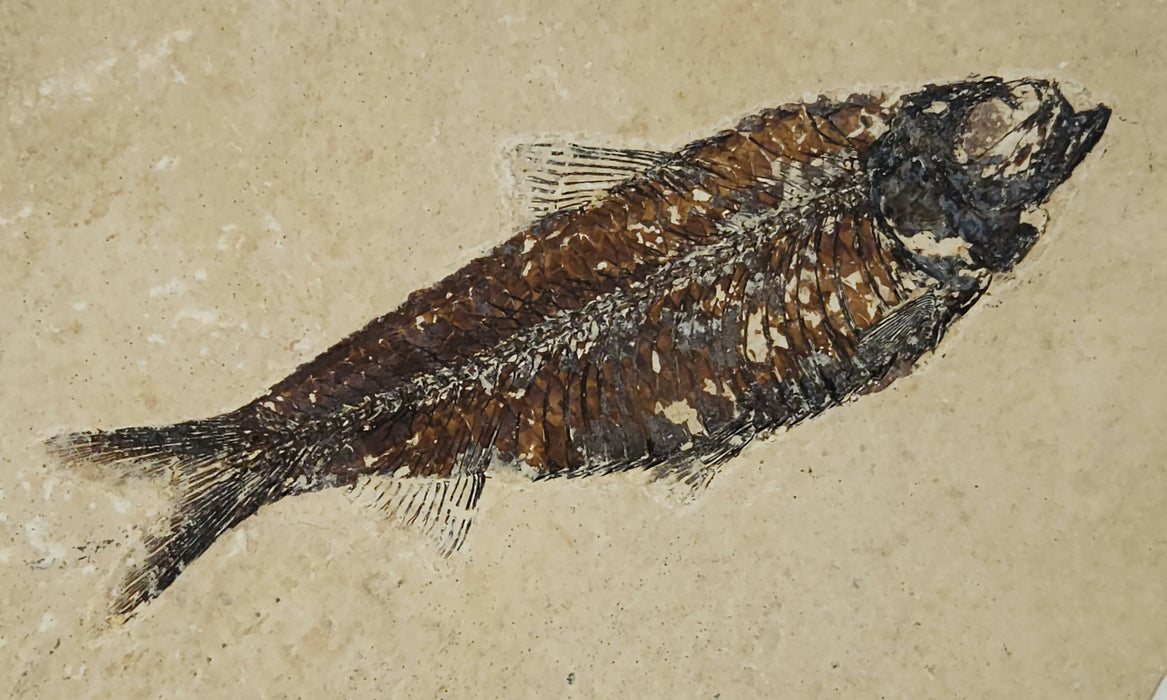4.5" Knightia eocaena | 100% Natural | Green River Formation | Wyoming
