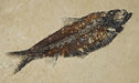 In Stone Fossils 