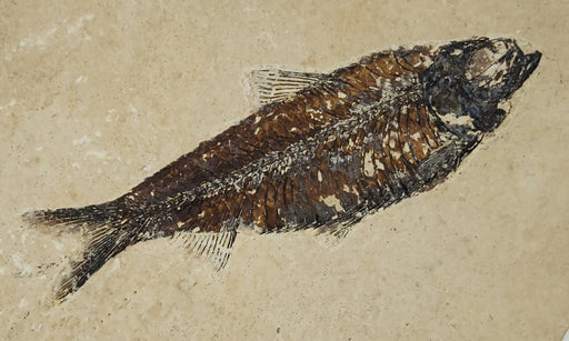 In Stone Fossils 