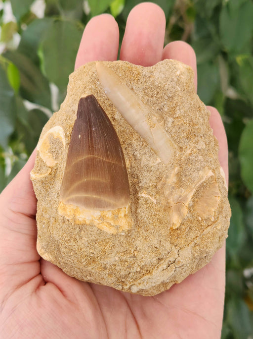In Stone Fossils 