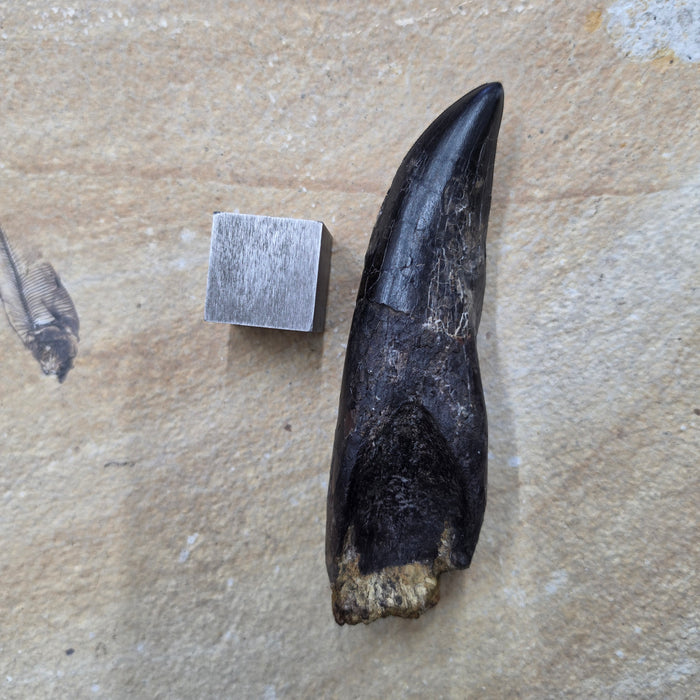 Rooted T.rex Tooth | Perkins Co. South Dakota | Hell Creek Formation
