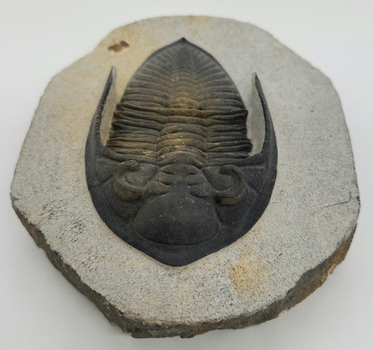 Odontochile hausmanni Trilobite | Morocco