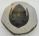 In Stone Fossils 