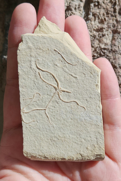 In Stone Fossils 